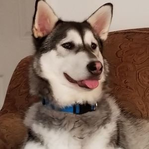 Meet your Posher, Mickie